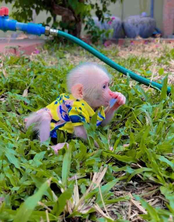 🐒🌟 Vynikající kapucínská opice k dispozici