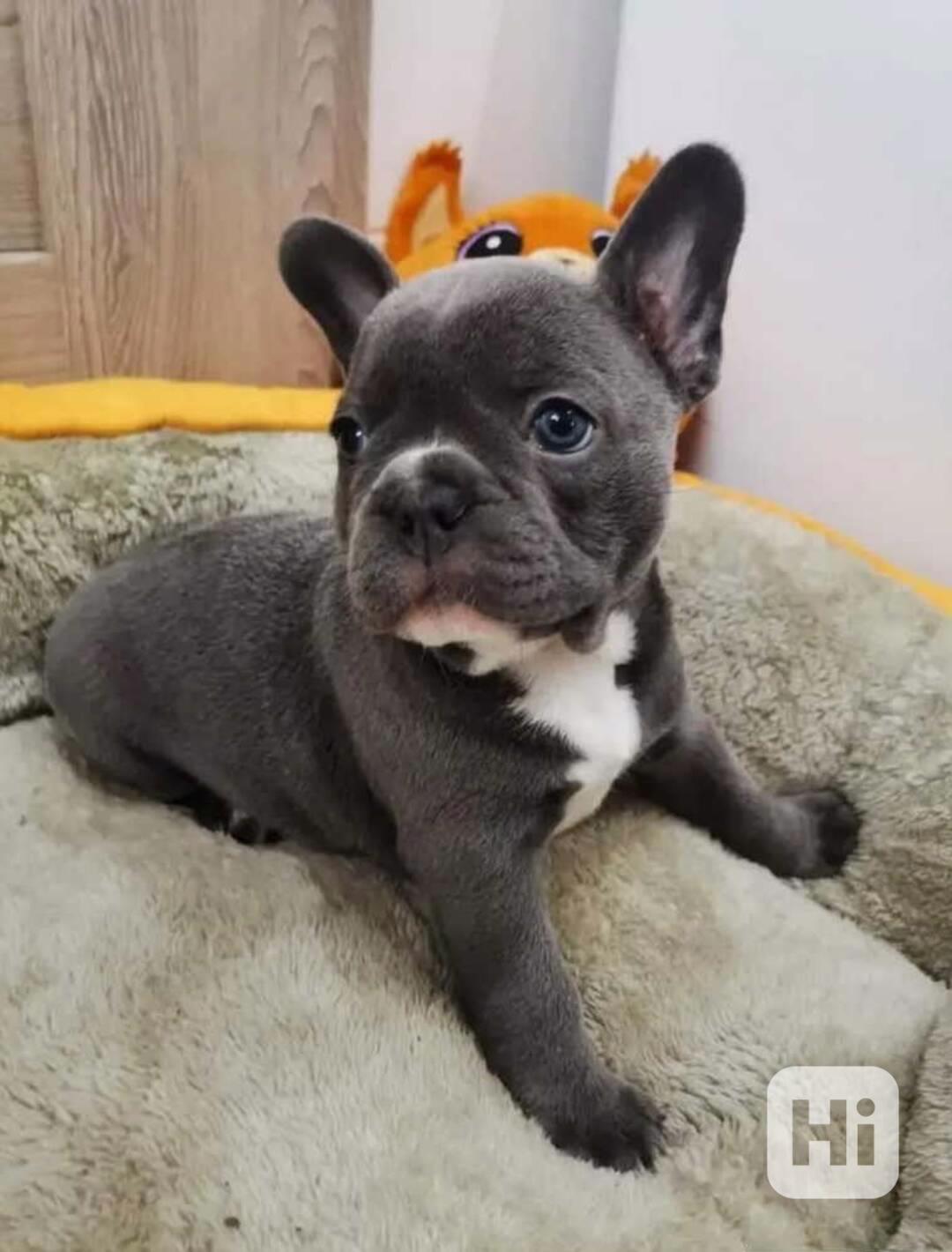 Nádherná štěňata francouzského buldočka - foto 1