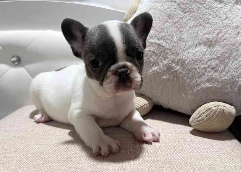 Nádherná štěňata francouzského buldočka - foto 2