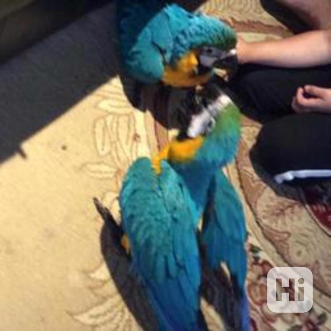 Mluvící papoušek - foto 1