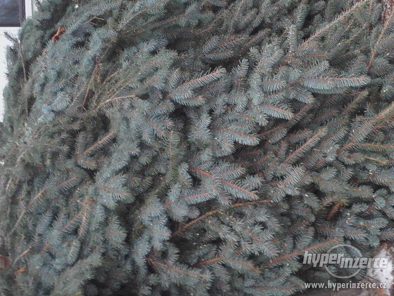 Chvojí ze stříbrného smrku cca 2m3, - foto 1