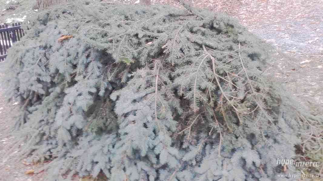 Chvojí ze stříbrného smrku cca 2m3, - foto 2