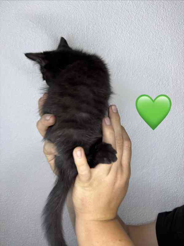 Britská černá koťátka - foto 12
