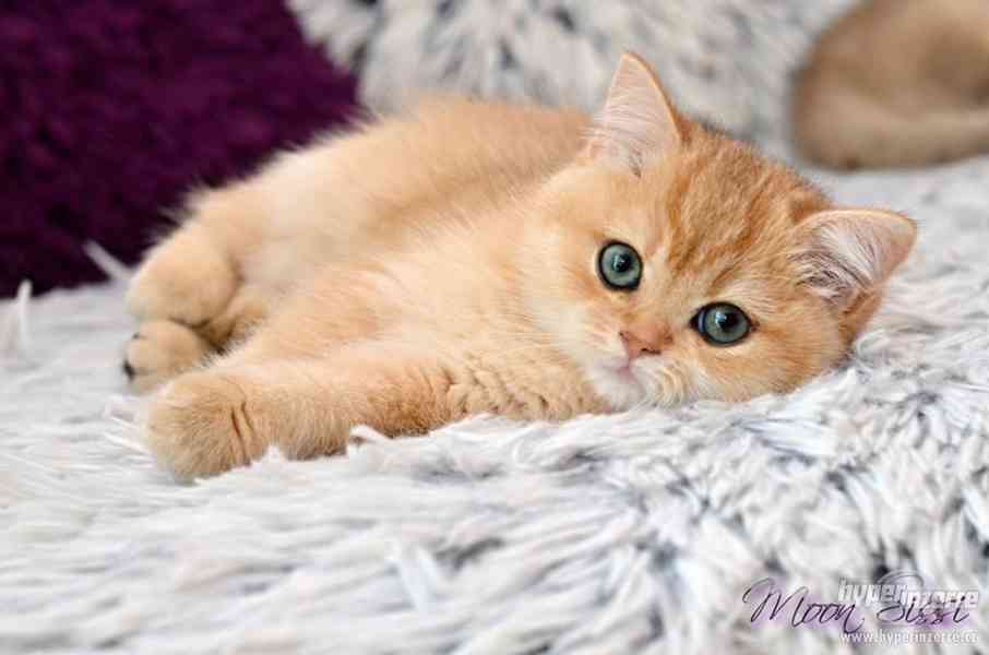 Nádherná britská shaded koťata s PP - foto 5