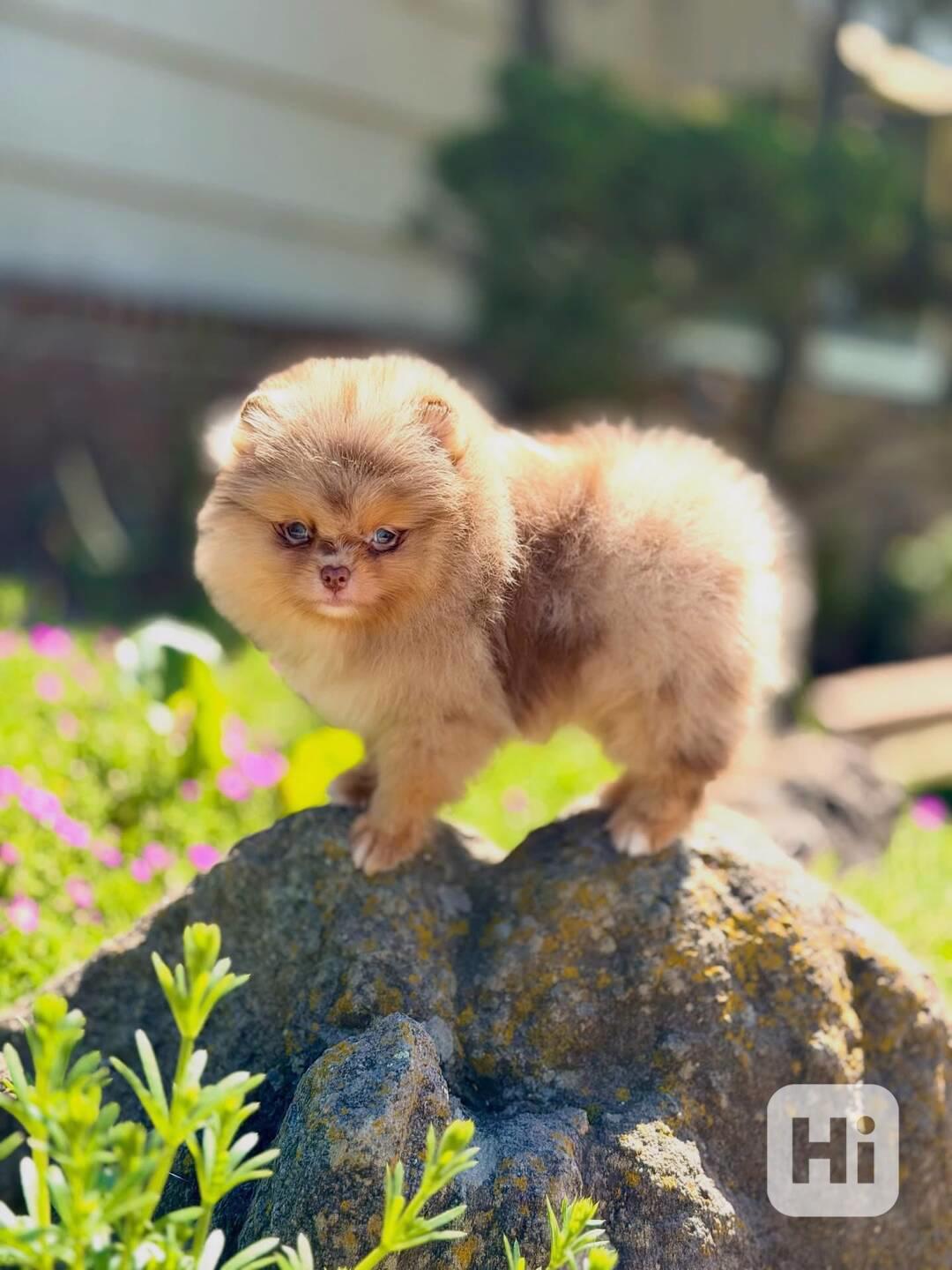 Prodáme rozkošného pomeraniana - foto 1