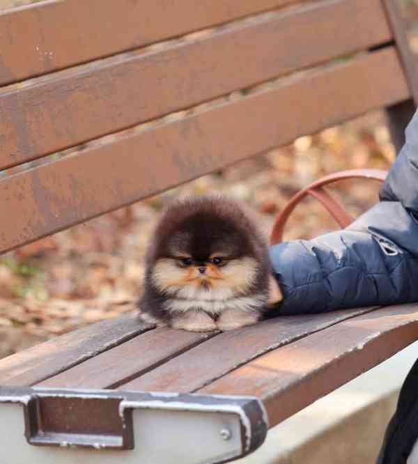 Prodáme rozkošného pomeraniana - foto 4