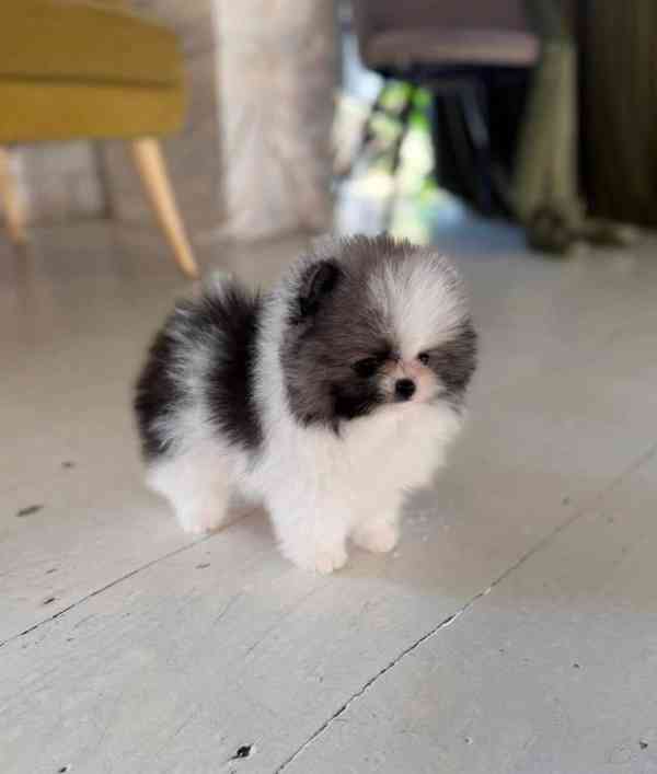 Prodáme rozkošného pomeraniana - foto 6