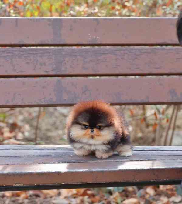 Prodáme rozkošného pomeraniana - foto 3