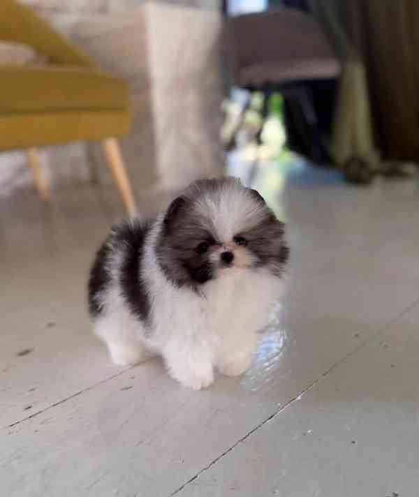 Prodáme rozkošného pomeraniana - foto 5