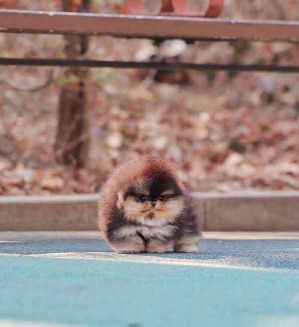 Prodáme rozkošného pomeraniana - foto 2