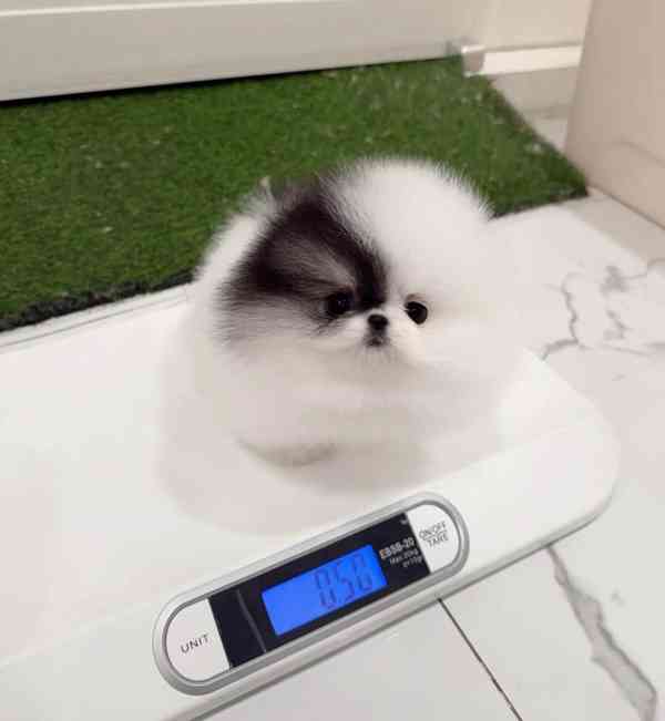 Krásná štěňata pomeranského ovčáka k dispozici - foto 1