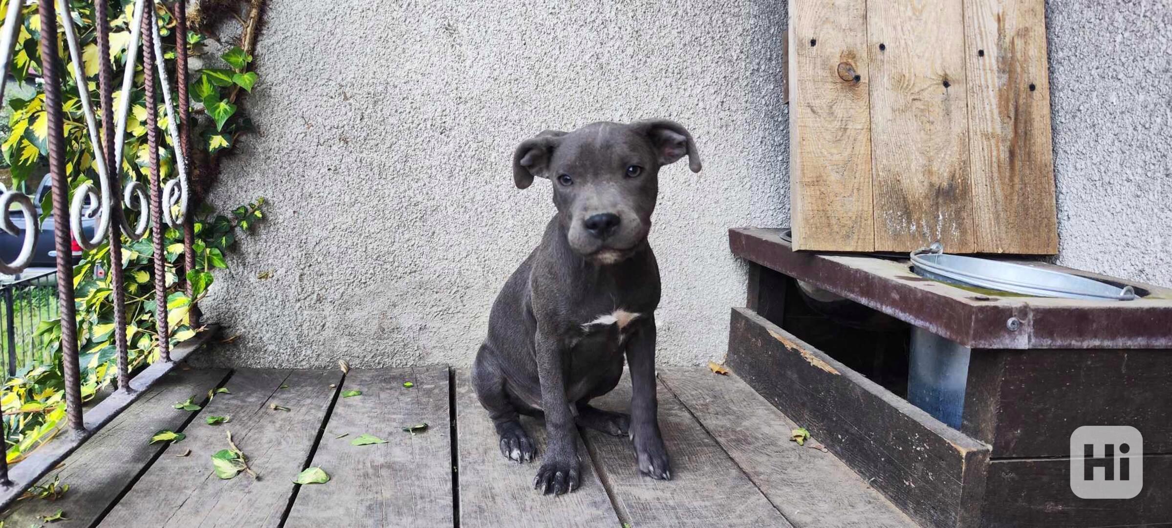 Stafordšírský bulteriér bullterrier - foto 1