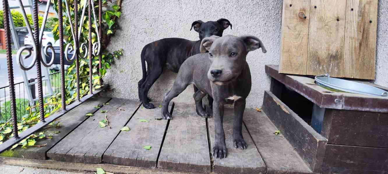 Stafordšírský bulteriér bullterrier - foto 4