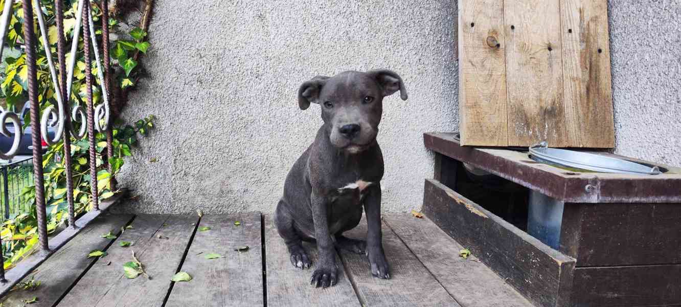 Stafordšírský bulteriér bullterrier - foto 1