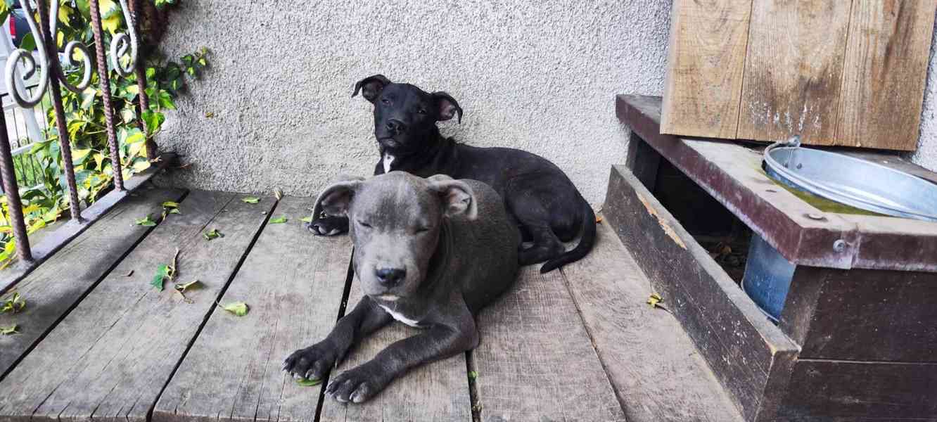 Stafordšírský bulteriér bullterrier - foto 3