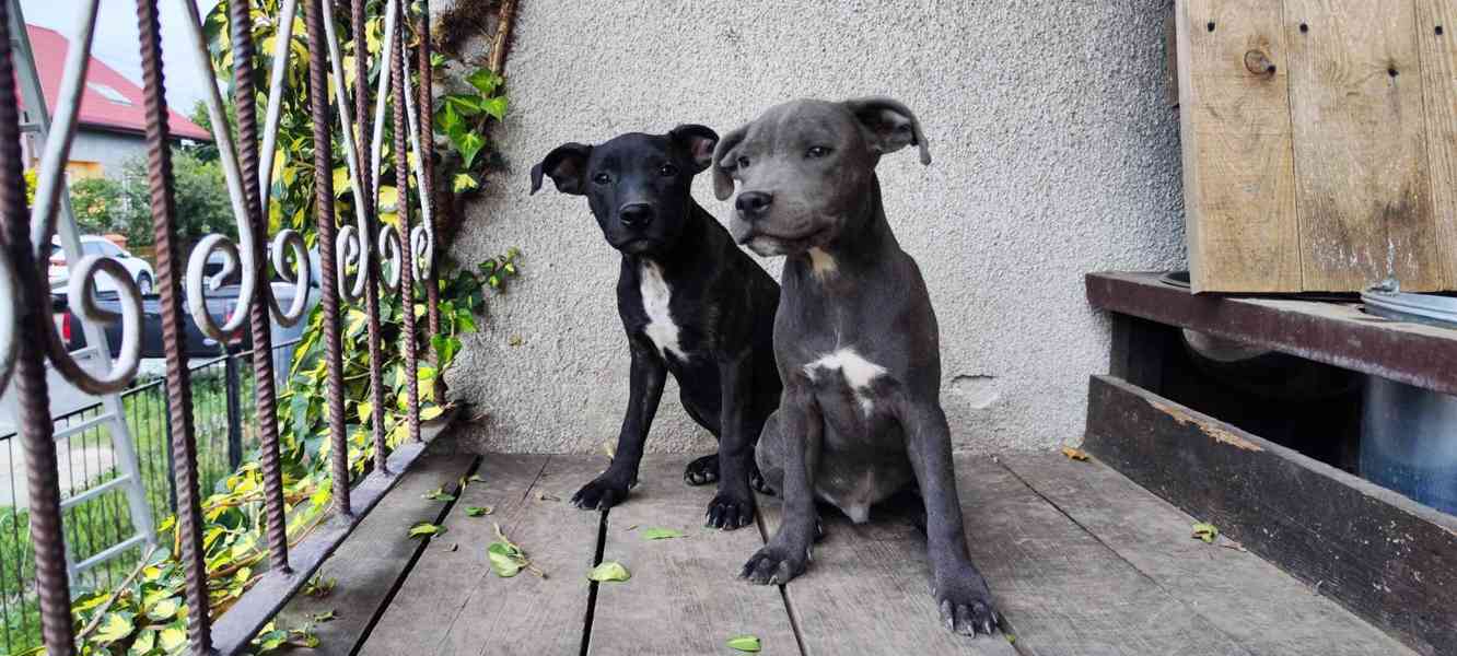 Stafordšírský bulteriér bullterrier - foto 5