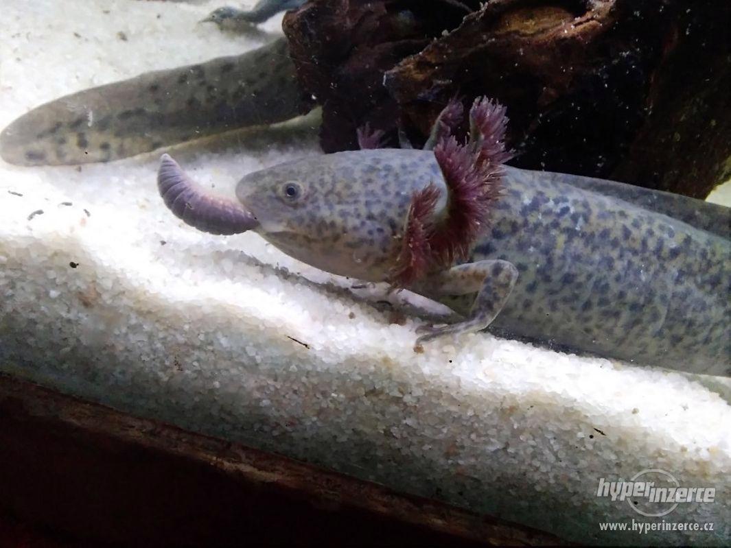 Axolotl mexický - Ambystoma mexicanum - foto 1