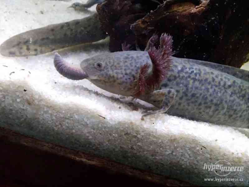 Axolotl mexický - Ambystoma mexicanum - foto 1