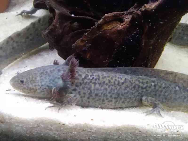 Axolotl mexický - Ambystoma mexicanum - foto 2