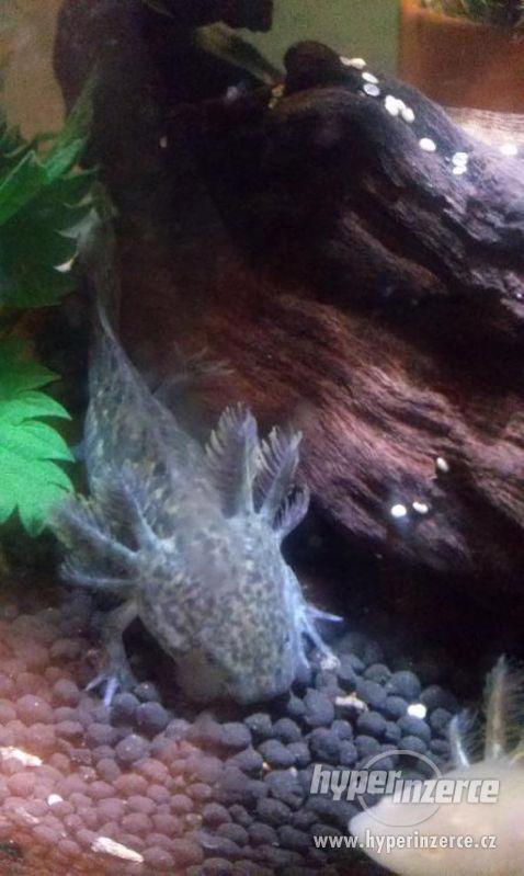 Axolotl mexický - Ambystoma mexicanum - foto 3