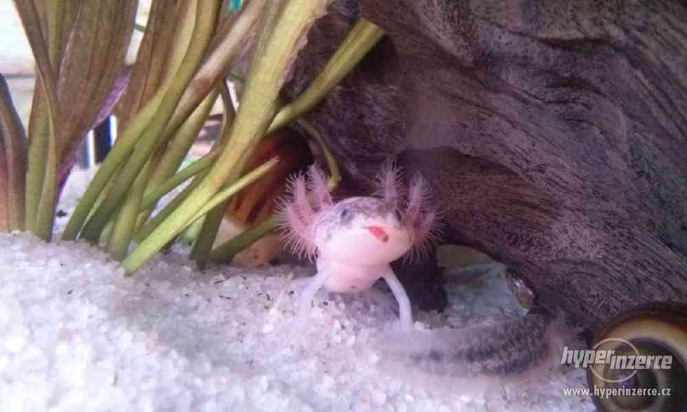 Axolotl mexický - Ambystoma mexicanum - foto 5