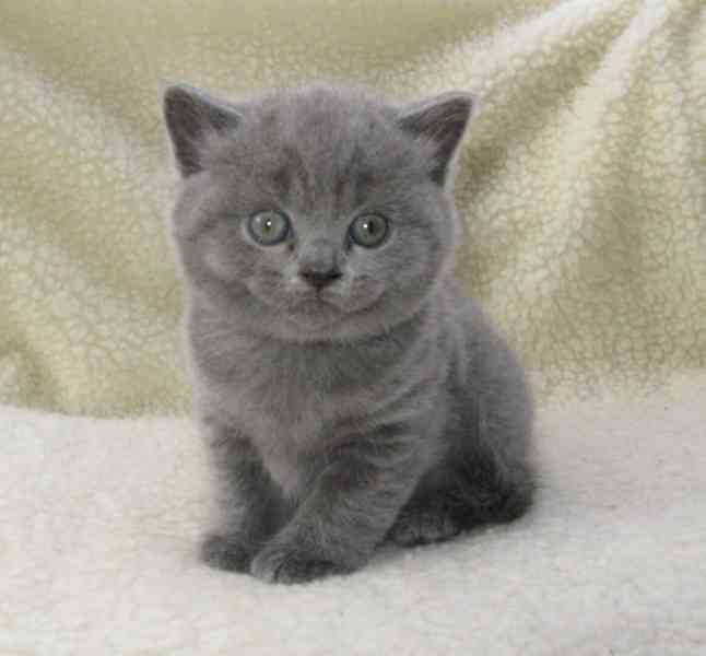 Britská krátkosrstá kotata k adopci - foto 1