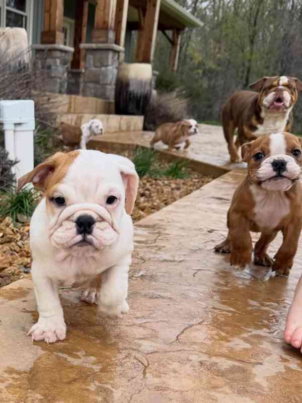 Veterinární kontrola, štěňata anglického buldoka na prodej - foto 1