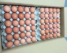 Hnědá vejce M (53-63GR) Trvanlivost: 1 měsíc - foto 1
