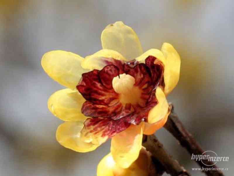 Chimonanthus Praecox - semena - foto 1