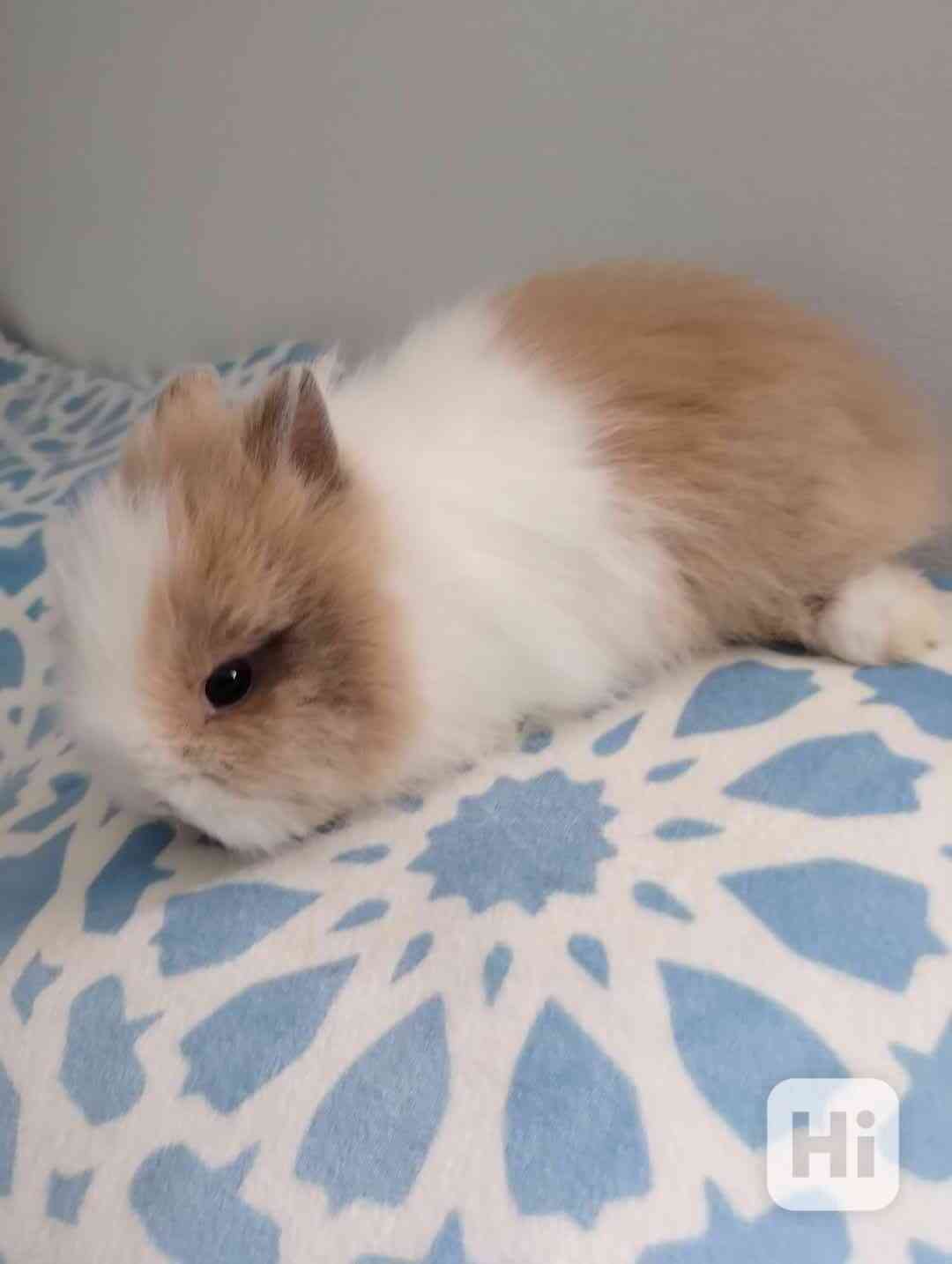 Králík  - foto 1