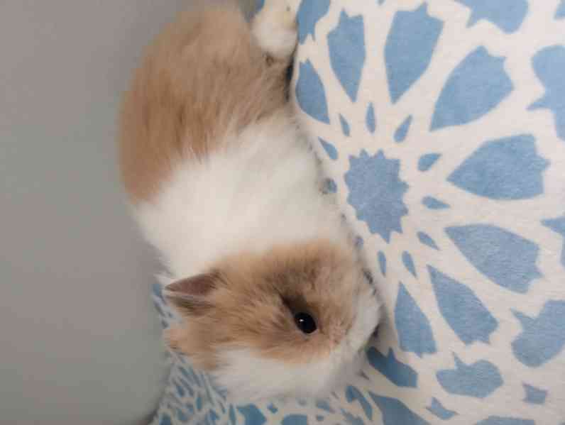 Králík 