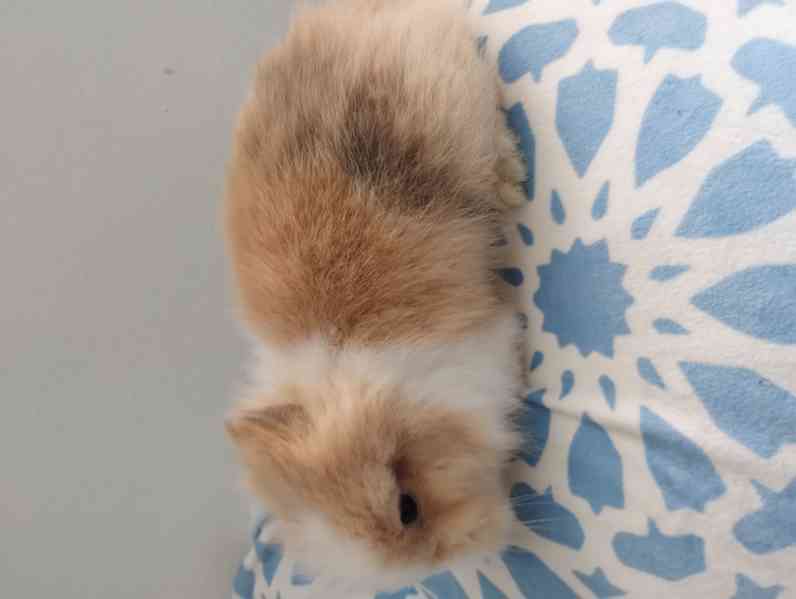 Králík  - foto 4