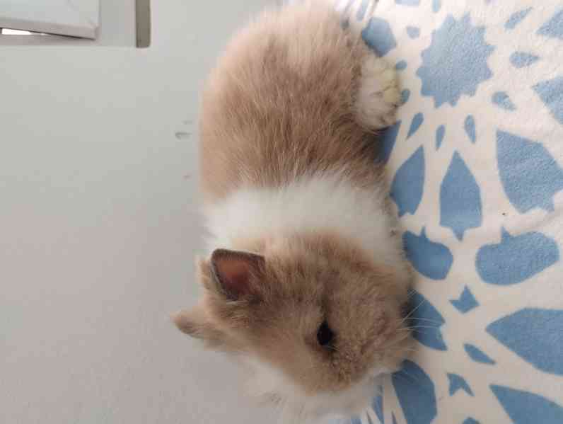 Králík  - foto 3
