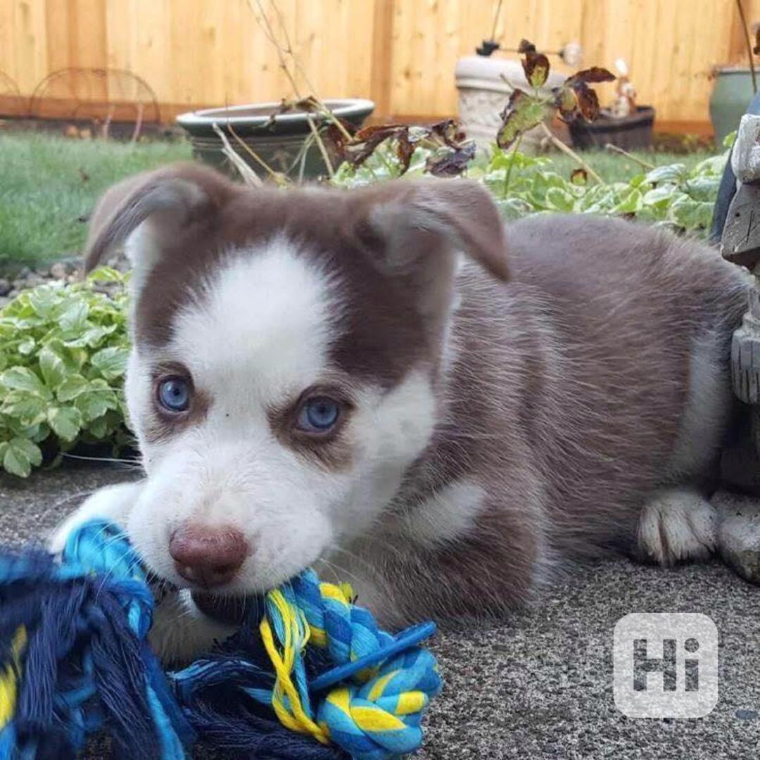 Tökéletes szibériai husky kölykök - foto 1