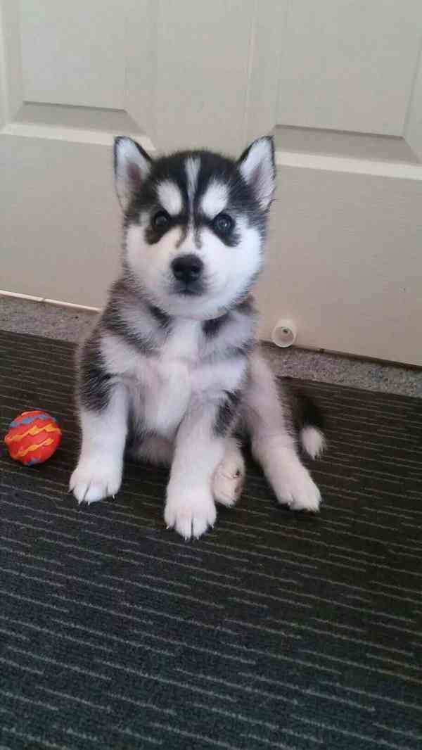 Tökéletes szibériai husky kölykök - foto 2