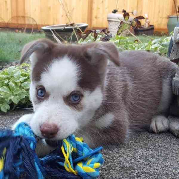 Tökéletes szibériai husky kölykök - foto 1