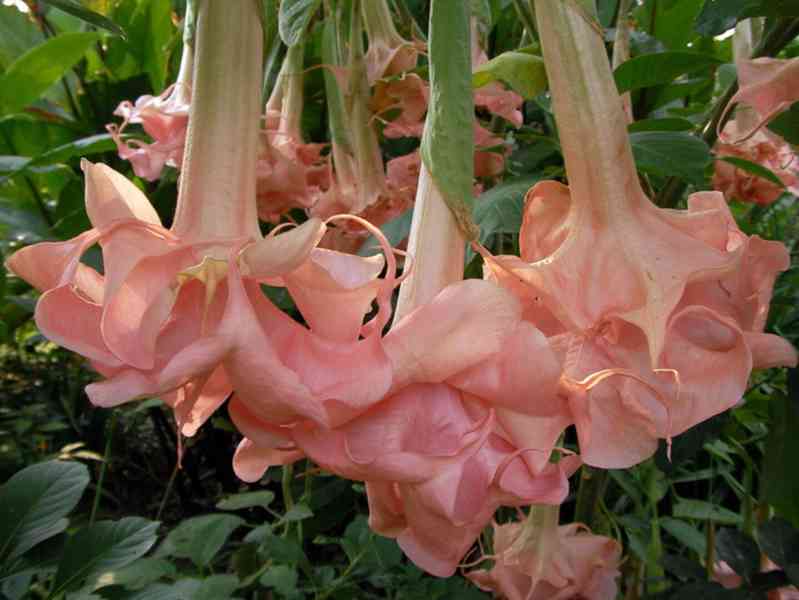 Řízek Brugmansia Daydreams - Andělská trumpeta - foto 1