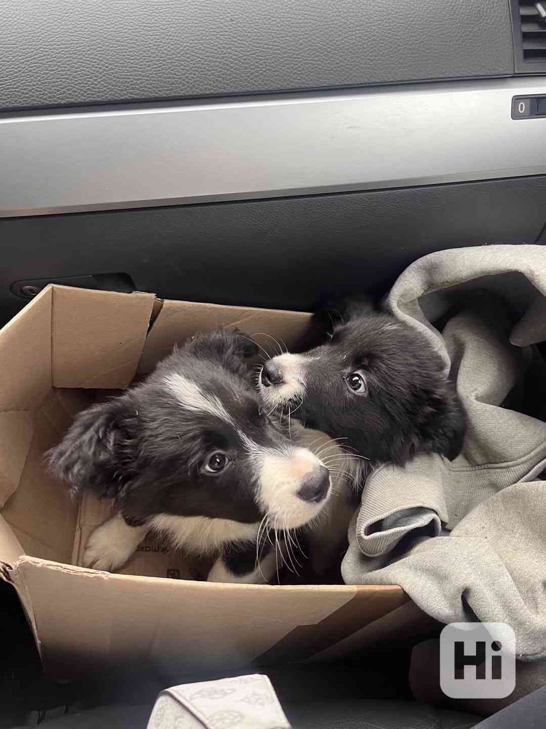 Štěňátka border kolie  - foto 1