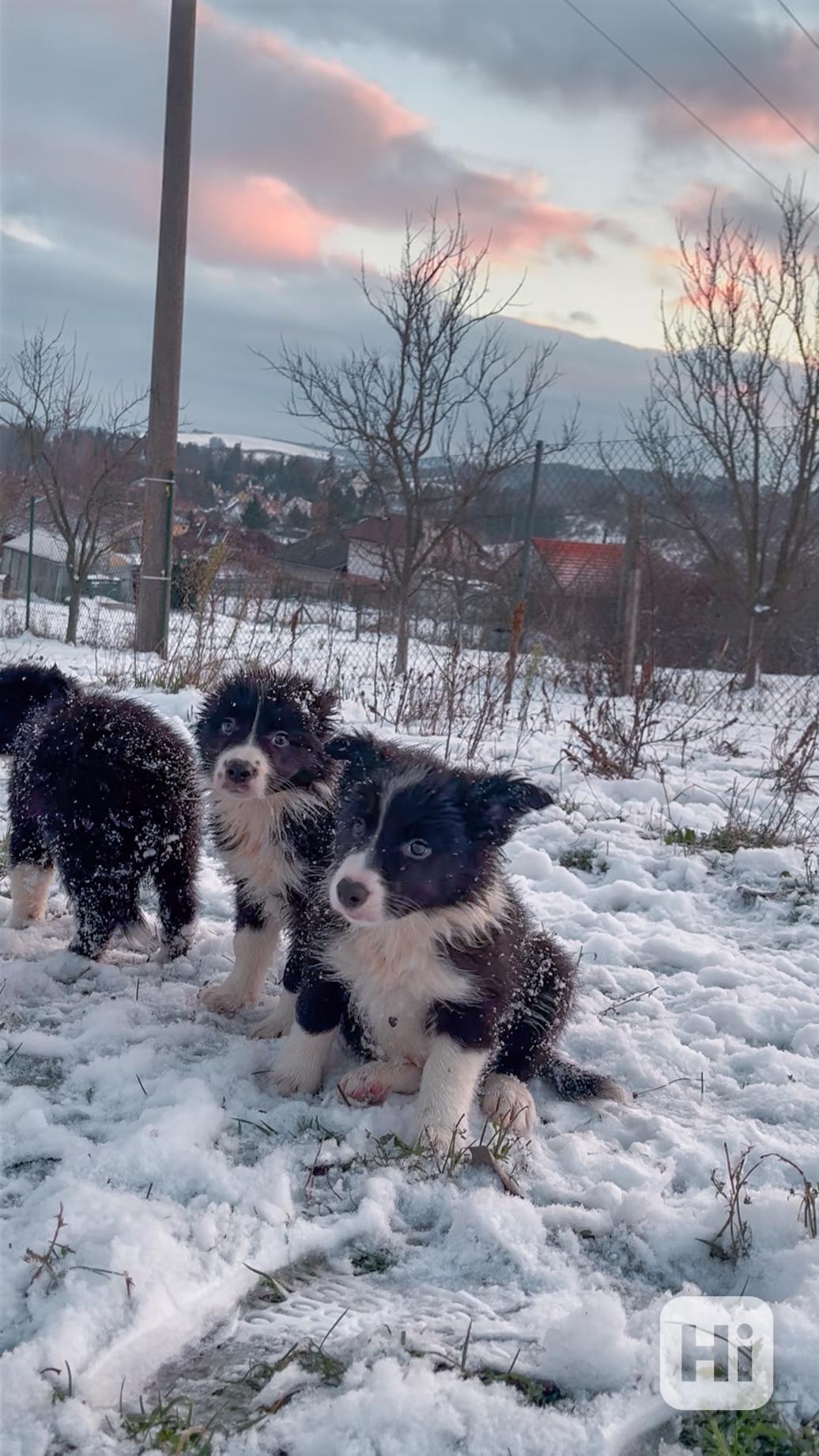 Štěňátka border kolie  - foto 1