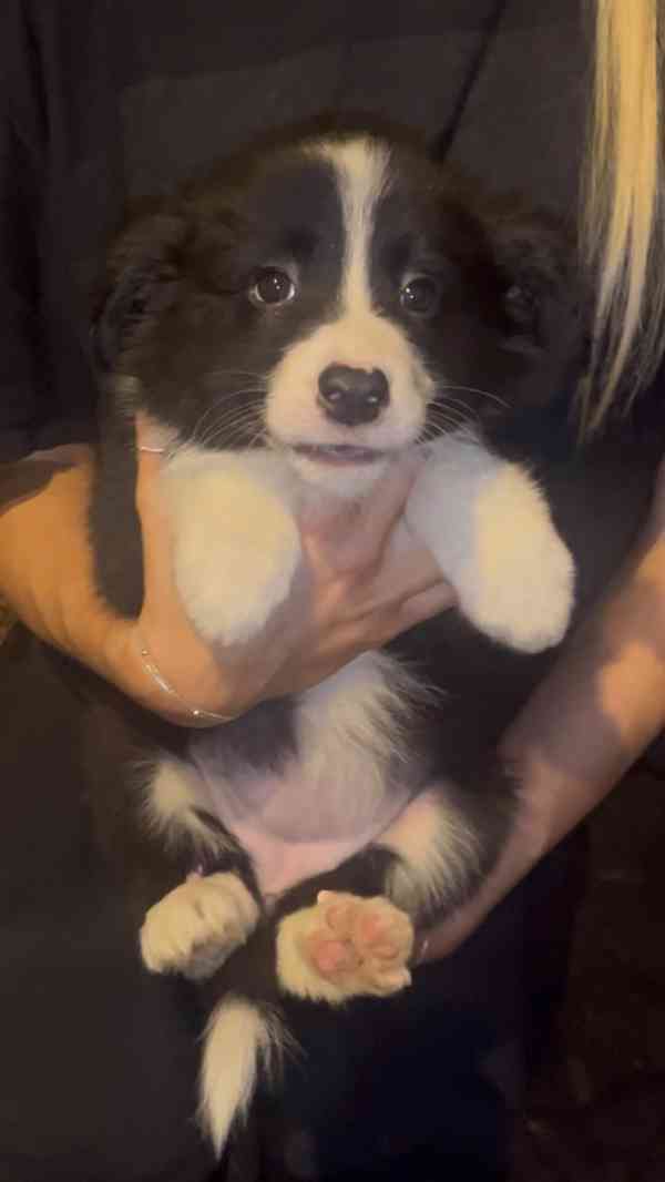 Štěňátka border kolie  - foto 12