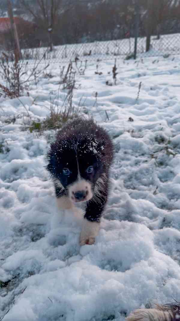Štěňátka border kolie  - foto 9