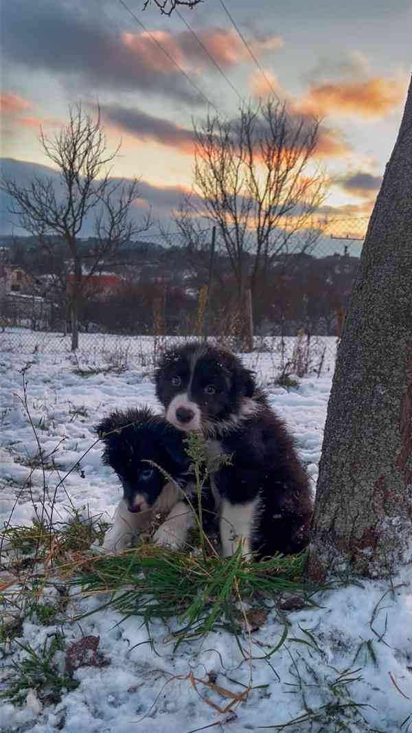 Štěňátka border kolie  - foto 5