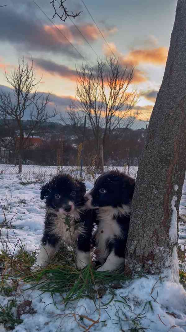 Štěňátka border kolie  - foto 6