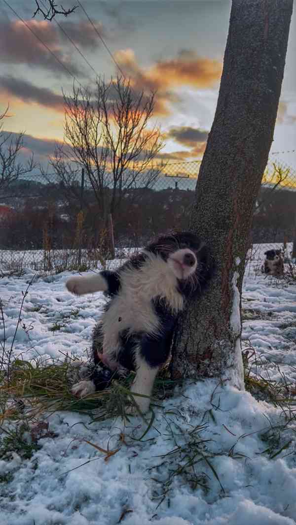 Štěňátka border kolie  - foto 13
