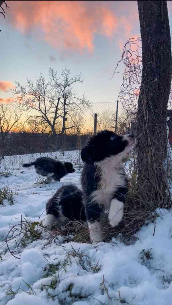 Štěňátka border kolie  - foto 8