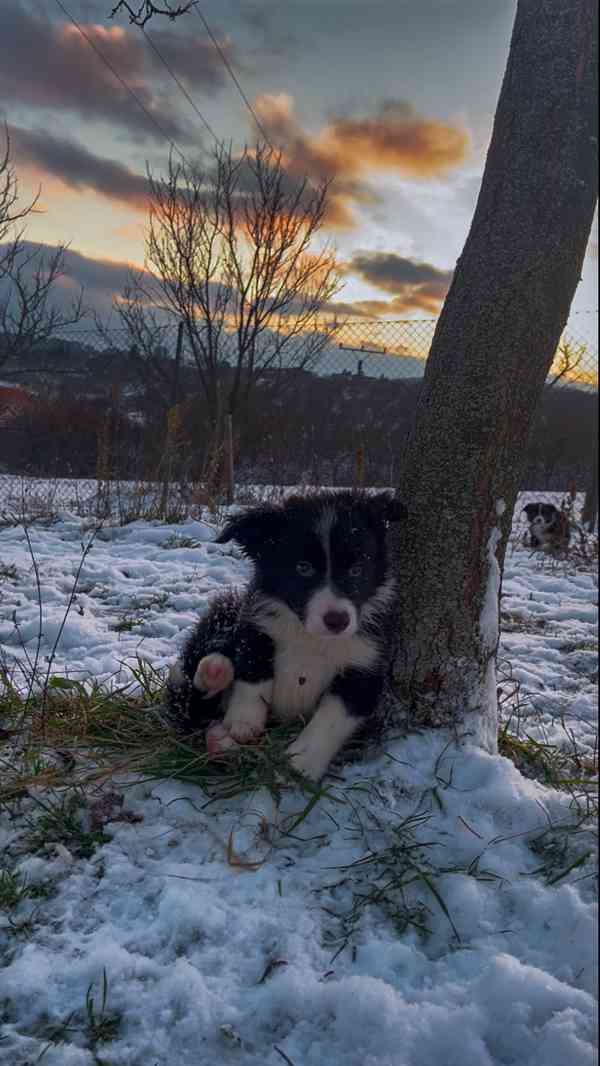 Štěňátka border kolie  - foto 12