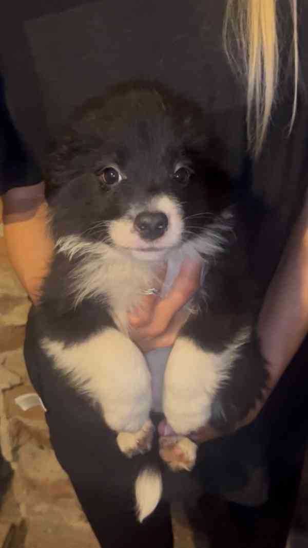 Štěňátka border kolie  - foto 11