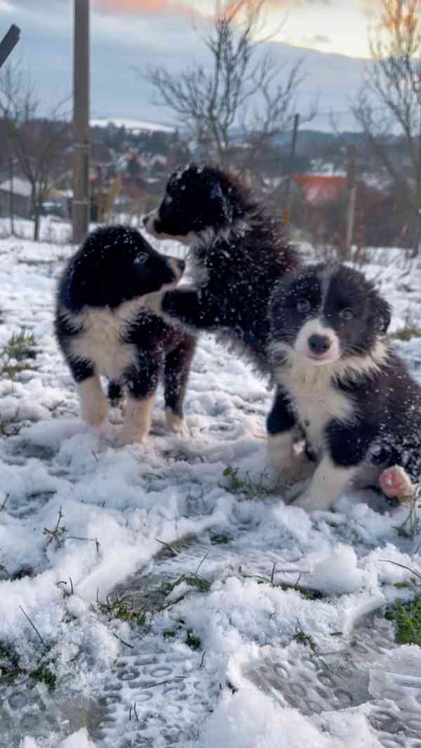 Štěňátka border kolie  - foto 2