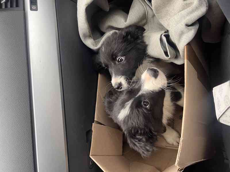 Štěňátka border kolie  - foto 1