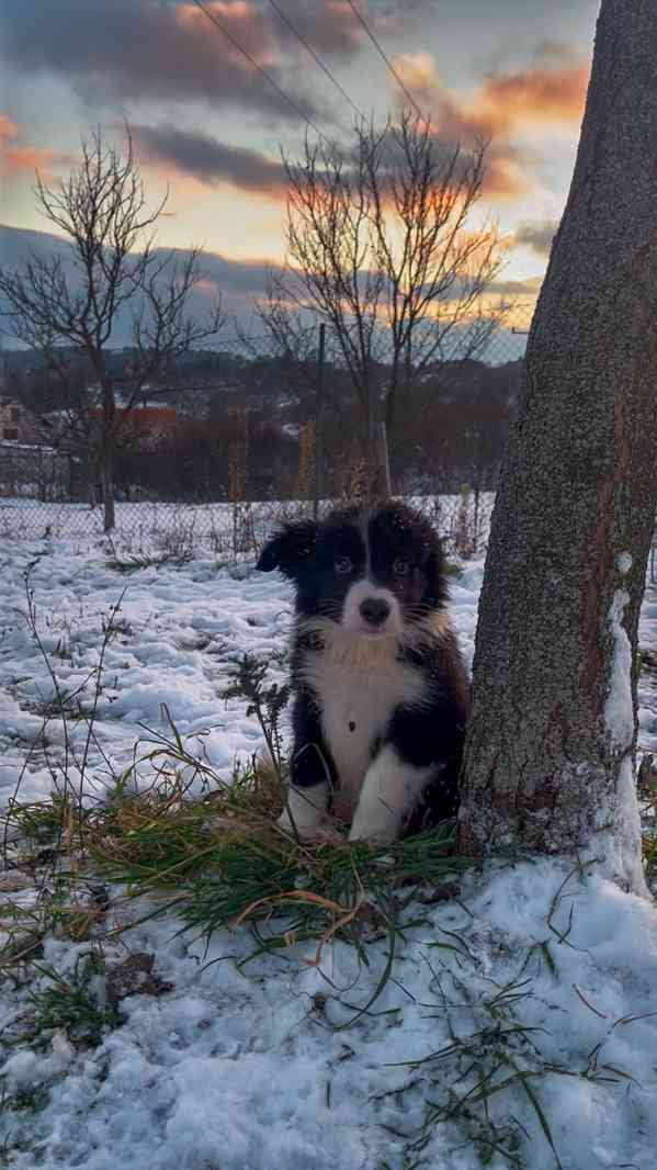Štěňátka border kolie  - foto 7